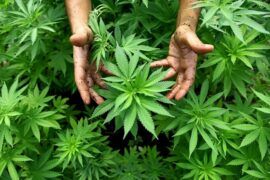 Genotipos, fenotipos y quimiotipos