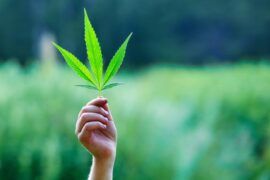 Legalización Marihuana