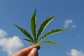 Hoja de cannabis