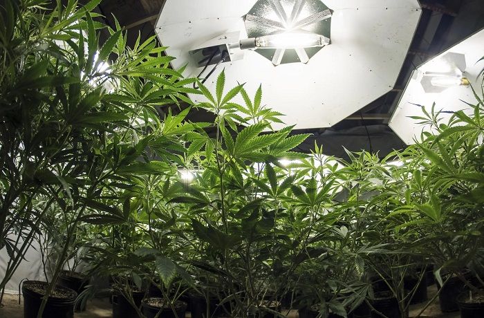 Cultivo de plantas de marihuana indoor