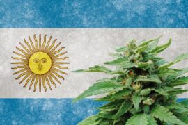 Argentina cañamo y cannabis